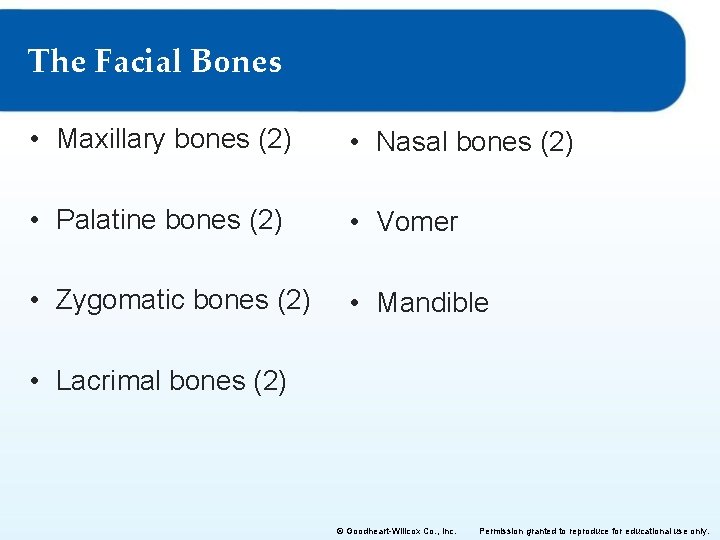The Facial Bones • Maxillary bones (2) • Nasal bones (2) • Palatine bones The Facial Bones • Maxillary bones (2) • Nasal bones (2) • Palatine bones