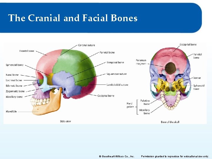 The Cranial and Facial Bones © Goodheart-Willcox Co. , Inc. Permission granted to reproduce The Cranial and Facial Bones © Goodheart-Willcox Co. , Inc. Permission granted to reproduce
