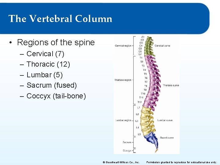 The Vertebral Column • Regions of the spine – – – Cervical (7) Thoracic The Vertebral Column • Regions of the spine – – – Cervical (7) Thoracic