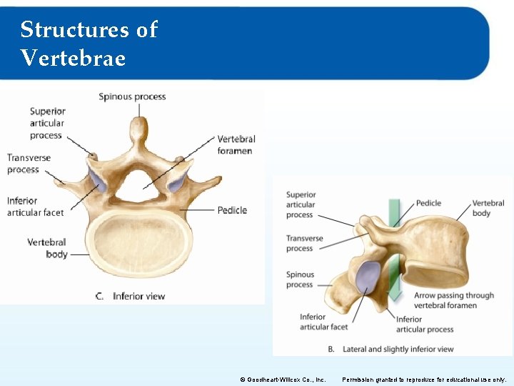 Structures of Vertebrae © Goodheart-Willcox Co. , Inc. Permission granted to reproduce for educational Structures of Vertebrae © Goodheart-Willcox Co. , Inc. Permission granted to reproduce for educational