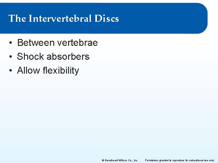 The Intervertebral Discs • Between vertebrae • Shock absorbers • Allow flexibility © Goodheart-Willcox The Intervertebral Discs • Between vertebrae • Shock absorbers • Allow flexibility © Goodheart-Willcox
