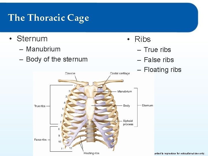 The Thoracic Cage • Sternum • Ribs – Manubrium – Body of the sternum The Thoracic Cage • Sternum • Ribs – Manubrium – Body of the sternum