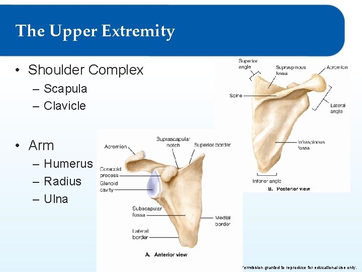 The Upper Extremity • Shoulder Complex – Scapula – Clavicle • Arm – Humerus The Upper Extremity • Shoulder Complex – Scapula – Clavicle • Arm – Humerus