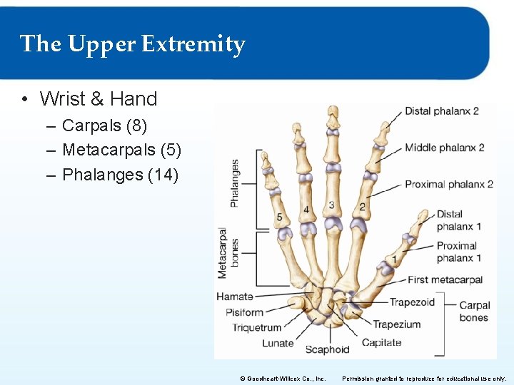 The Upper Extremity • Wrist & Hand – Carpals (8) – Metacarpals (5) – The Upper Extremity • Wrist & Hand – Carpals (8) – Metacarpals (5) –