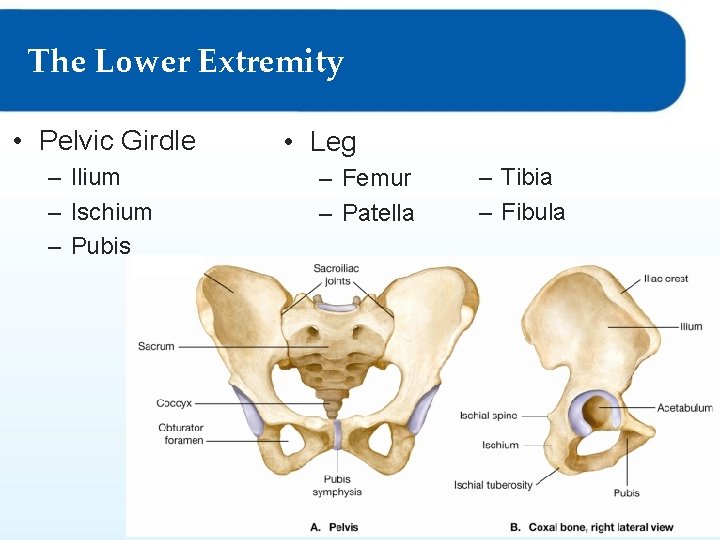 The Lower Extremity • Pelvic Girdle – Ilium – Ischium – Pubis • Leg The Lower Extremity • Pelvic Girdle – Ilium – Ischium – Pubis • Leg