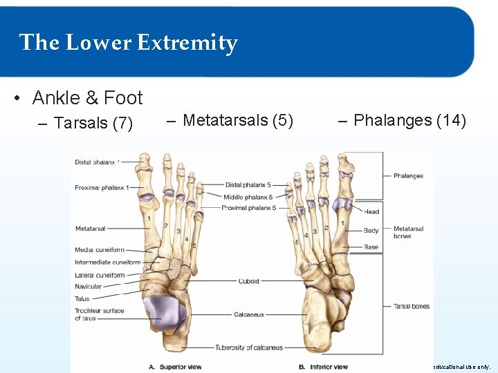 The Lower Extremity • Ankle & Foot – Tarsals (7) – Metatarsals (5) © The Lower Extremity • Ankle & Foot – Tarsals (7) – Metatarsals (5) ©
