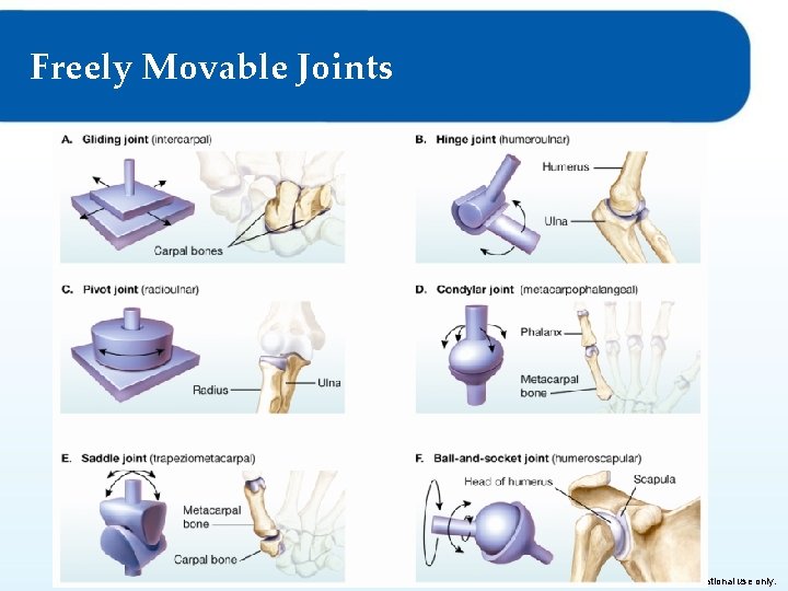 Freely Movable Joints © Goodheart-Willcox Co. , Inc. Permission granted to reproduce for educational Freely Movable Joints © Goodheart-Willcox Co. , Inc. Permission granted to reproduce for educational