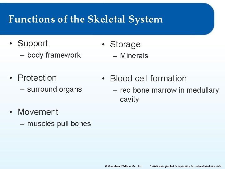 Functions of the Skeletal System • Support – body framework • Protection – surround Functions of the Skeletal System • Support – body framework • Protection – surround