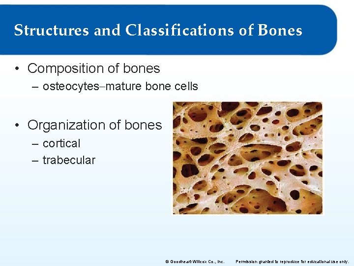 Structures and Classifications of Bones • Composition of bones – osteocytes–mature bone cells • Structures and Classifications of Bones • Composition of bones – osteocytes–mature bone cells •