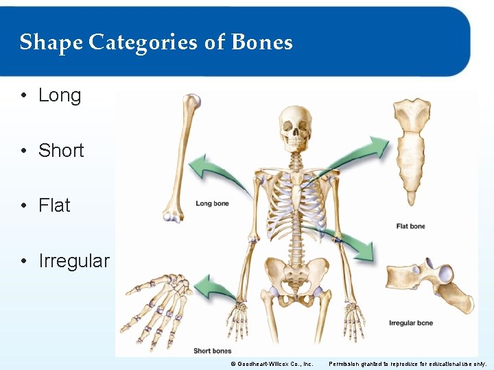 Shape Categories of Bones • Long • Short • Flat • Irregular © Goodheart-Willcox Shape Categories of Bones • Long • Short • Flat • Irregular © Goodheart-Willcox