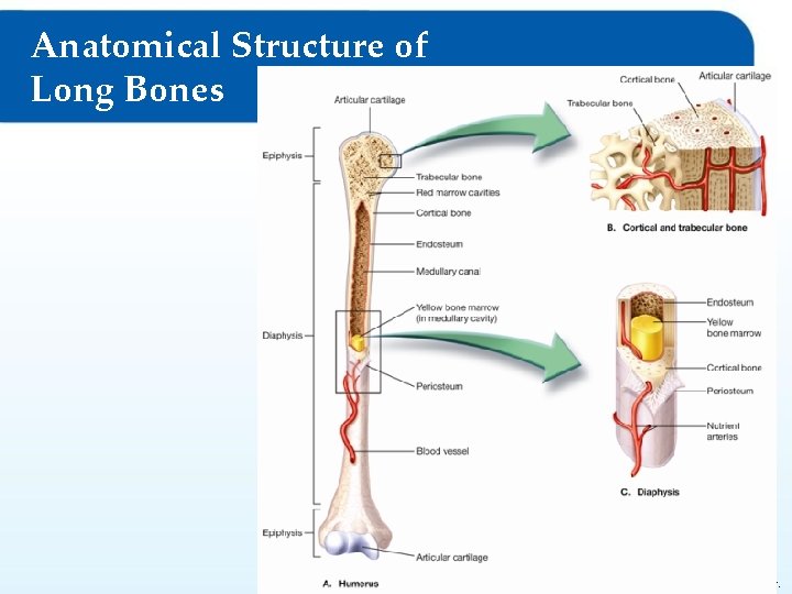 Anatomical Structure of Long Bones © Goodheart-Willcox Co. , Inc. Permission granted to reproduce Anatomical Structure of Long Bones © Goodheart-Willcox Co. , Inc. Permission granted to reproduce