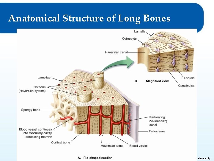 Anatomical Structure of Long Bones © Goodheart-Willcox Co. , Inc. Permission granted to reproduce Anatomical Structure of Long Bones © Goodheart-Willcox Co. , Inc. Permission granted to reproduce