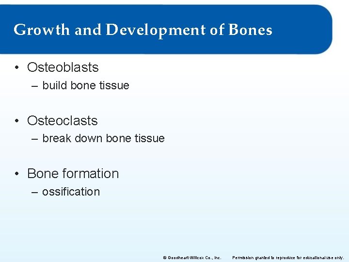 Growth and Development of Bones • Osteoblasts – build bone tissue • Osteoclasts – Growth and Development of Bones • Osteoblasts – build bone tissue • Osteoclasts –