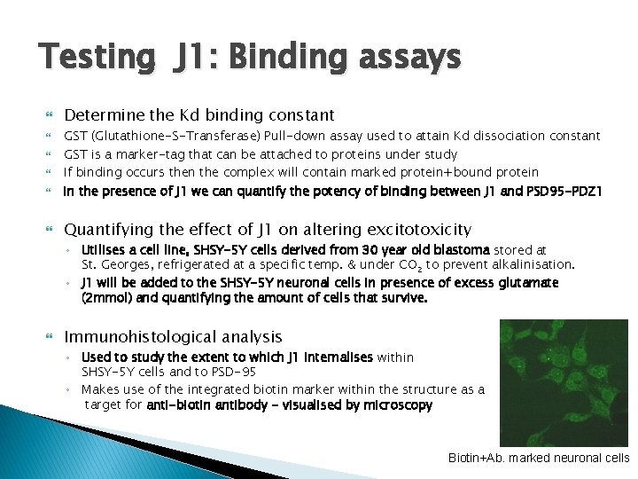 Testing J 1: Binding assays Determine the Kd binding constant GST (Glutathione-S-Transferase) Pull-down assay