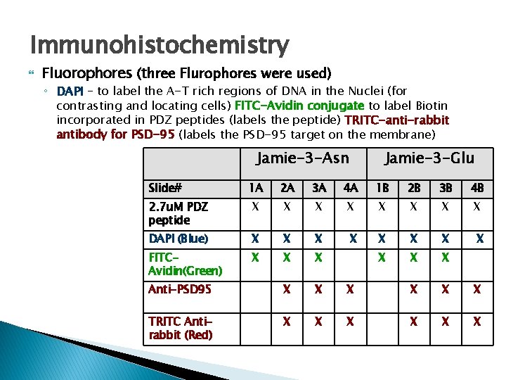 Immunohistochemistry Fluorophores (three Flurophores were used) ◦ DAPI – to label the A-T rich