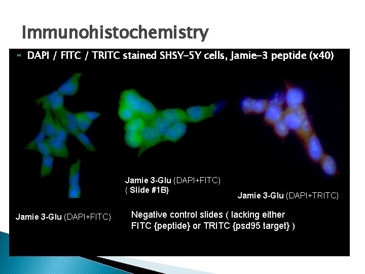 Immunohistochemistry DAPI / FITC / TRITC stained SHSY-5 Y cells, Jamie-3 peptide (x 40)