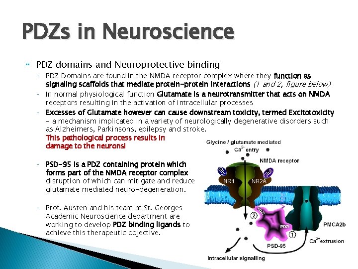 PDZs in Neuroscience PDZ domains and Neuroprotective binding ◦ PDZ Domains are found in