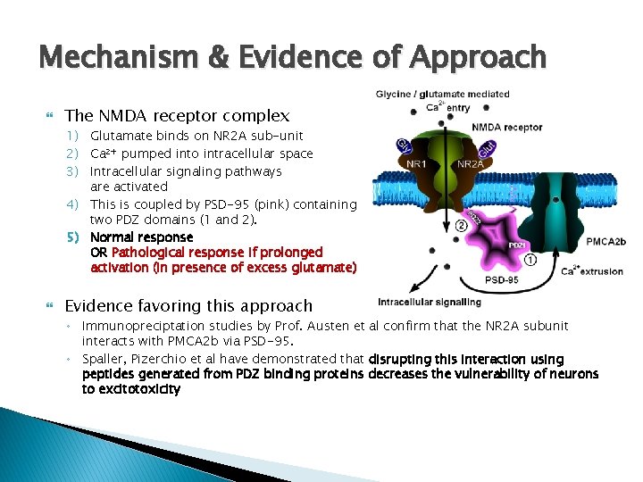 Mechanism & Evidence of Approach The NMDA receptor complex 1) Glutamate binds on NR