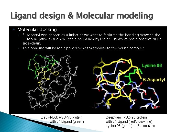 Ligand design & Molecular modeling Molecular docking ◦ β-Aspartyl was chosen as a linker