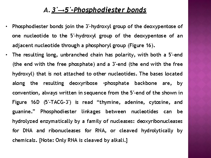 A. 3'→ 5'-Phosphodiester bonds • Phosphodiester bonds join the 3'-hydroxyl group of the deoxypentose