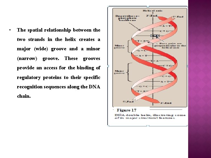  • The spatial relationship between the two strands in the helix creates a