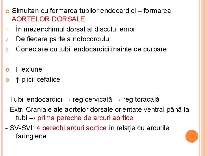 Simultan cu formarea tubilor endocardici – formarea AORTELOR DORSALE 1. În mezenchimul dorsal al