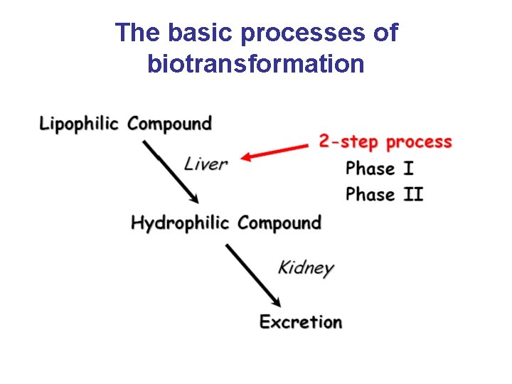 The basic processes of biotransformation 