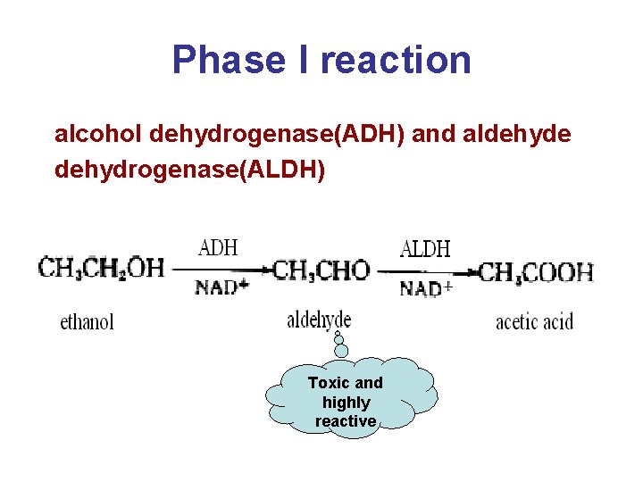 Phase I reaction alcohol dehydrogenase(ADH) and aldehyde dehydrogenase(ALDH) Toxic and highly reactive 