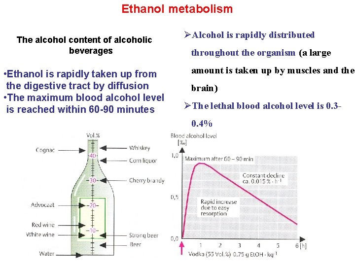 Ethanol metabolism The alcohol content of alcoholic beverages • Ethanol is rapidly taken up