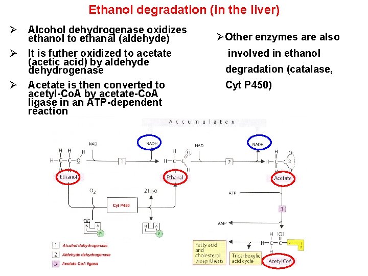 Ethanol degradation (in the liver) Ø Alcohol dehydrogenase oxidizes ethanol to ethanal (aldehyde) Ø