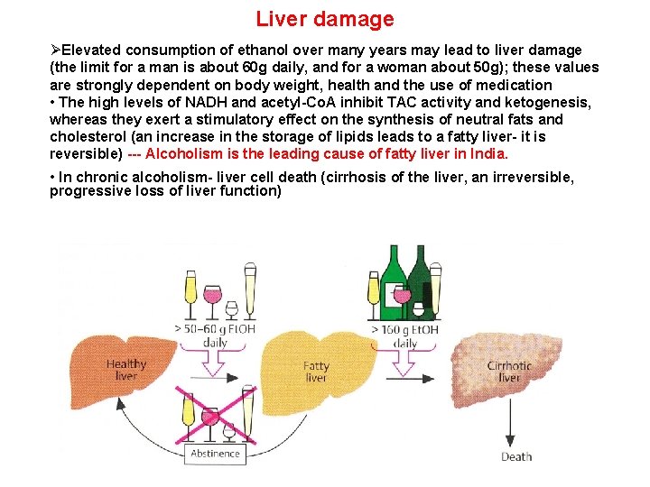 Liver damage ØElevated consumption of ethanol over many years may lead to liver damage