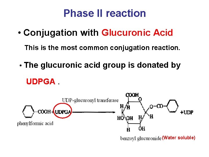 Phase II reaction • Conjugation with Glucuronic Acid This is the most common conjugation