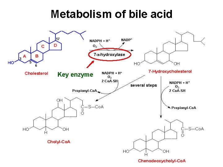Metabolism of bile acid Key enzyme 