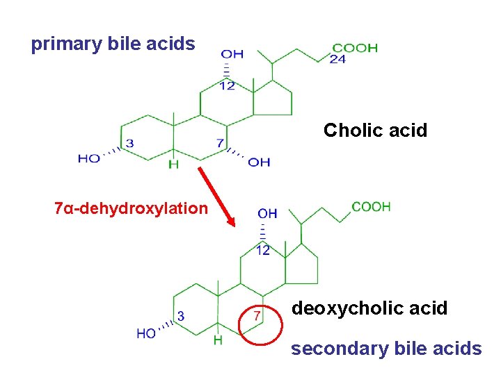 primary bile acids Cholic acid 7α-dehydroxylation deoxycholic acid secondary bile acids 