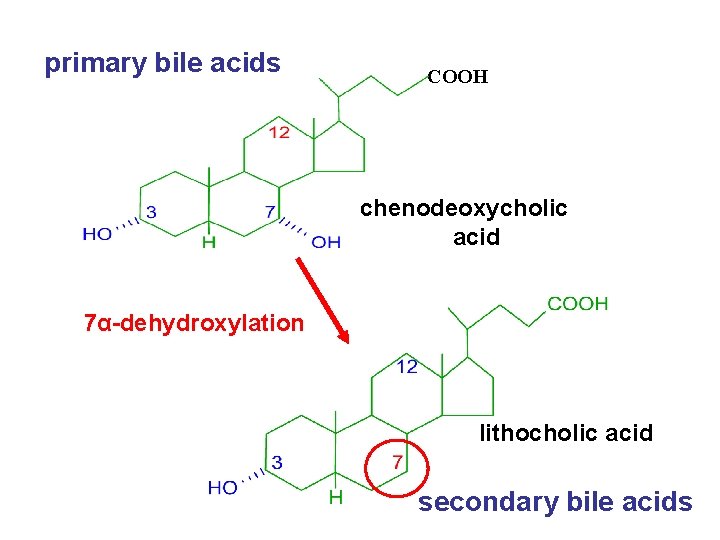 primary bile acids COOH chenodeoxycholic acid 7α-dehydroxylation lithocholic acid secondary bile acids 