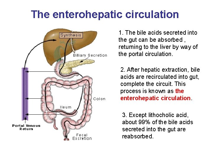 The enterohepatic circulation 1. The bile acids secreted into the gut can be absorbed