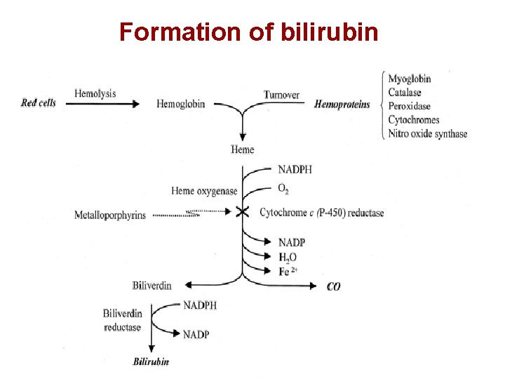 Formation of bilirubin 