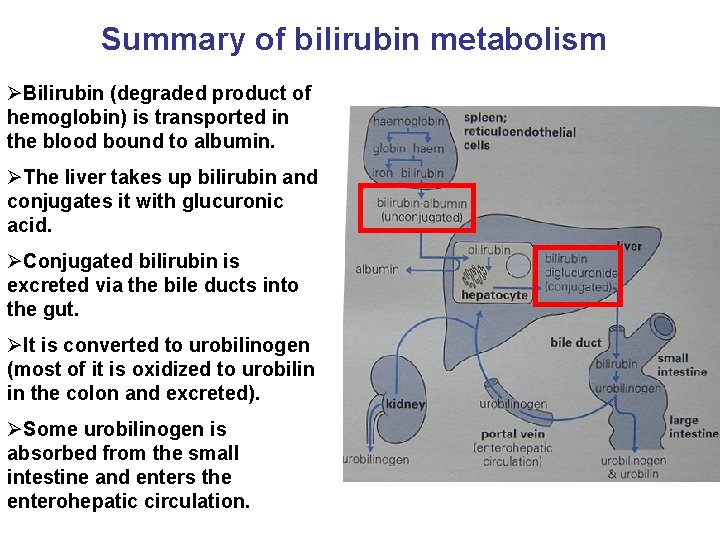 Summary of bilirubin metabolism ØBilirubin (degraded product of hemoglobin) is transported in the blood