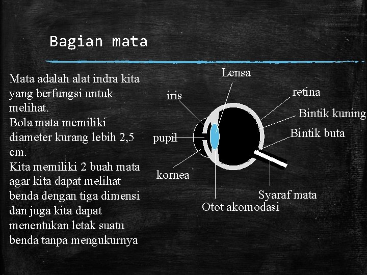 Bagian mata Mata adalah alat indra kita yang berfungsi untuk melihat. Bola mata memiliki