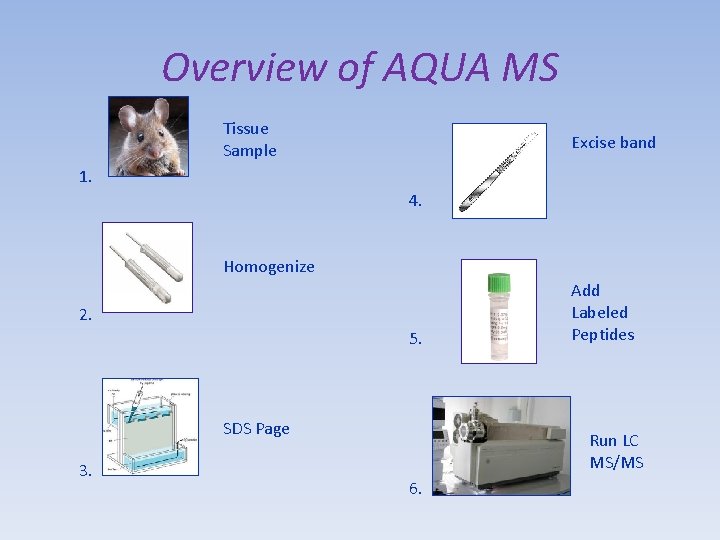 Refinement of Absolute Quantification Mass Spectrometry Method to