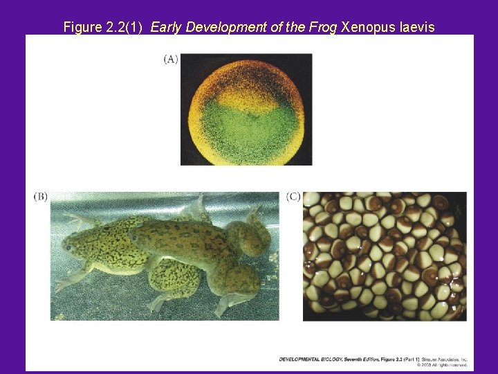 Figure 2. 2(1) Early Development of the Frog Xenopus laevis 