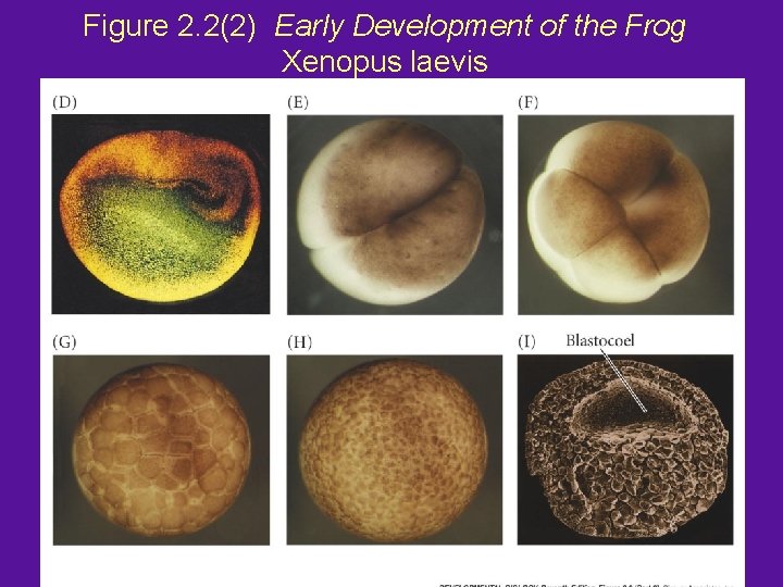 Figure 2. 2(2) Early Development of the Frog Xenopus laevis 