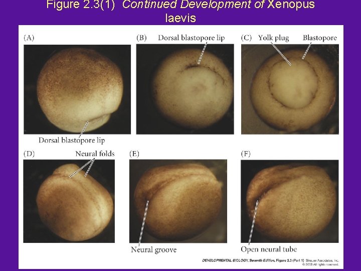Figure 2. 3(1) Continued Development of Xenopus laevis 