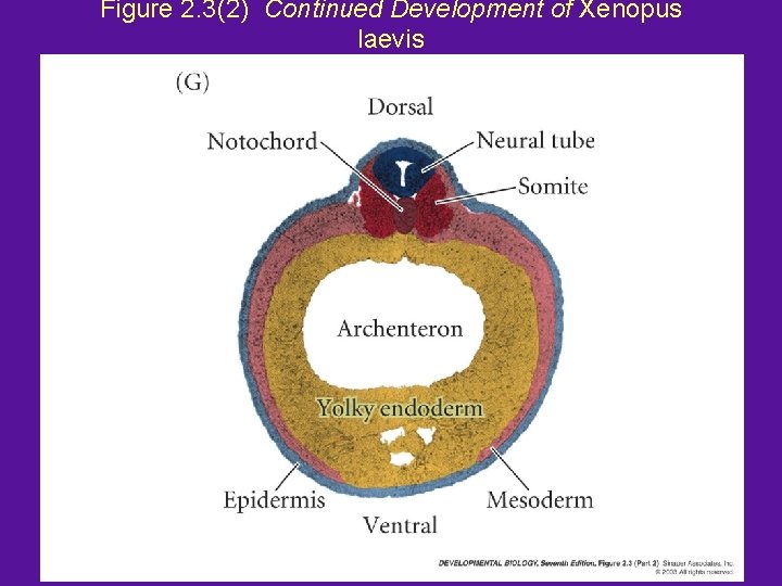 Figure 2. 3(2) Continued Development of Xenopus laevis 