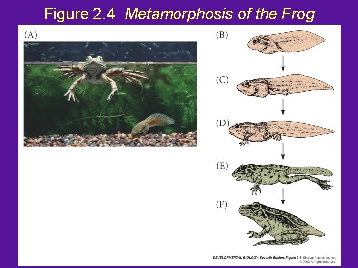 Figure 2. 4 Metamorphosis of the Frog 