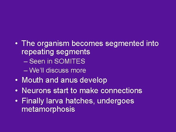  • The organism becomes segmented into repeating segments – Seen in SOMITES –