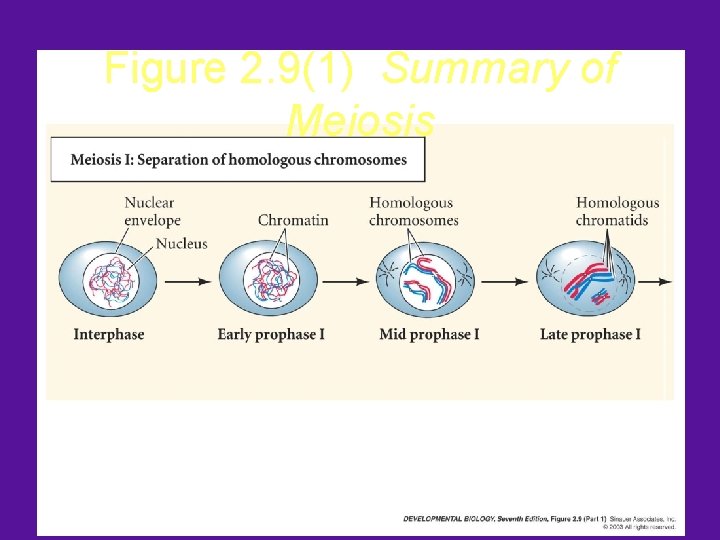 Figure 2. 9(1) Summary of Meiosis 