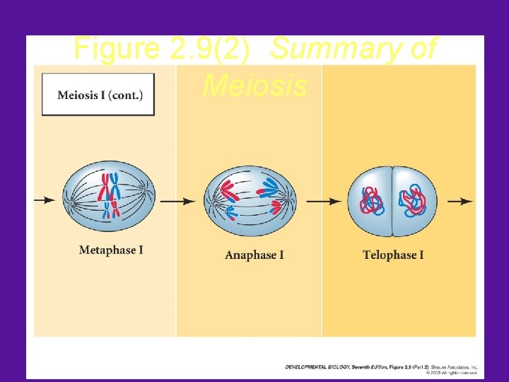 Figure 2. 9(2) Summary of Meiosis 