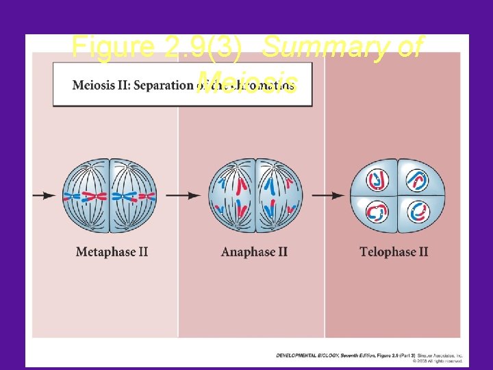 Figure 2. 9(3) Summary of Meiosis 