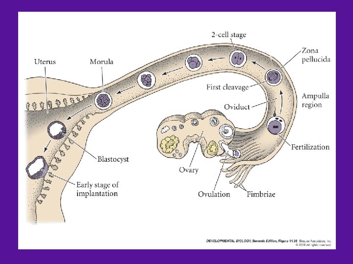 Figure 11. 27 - Early Human Development 